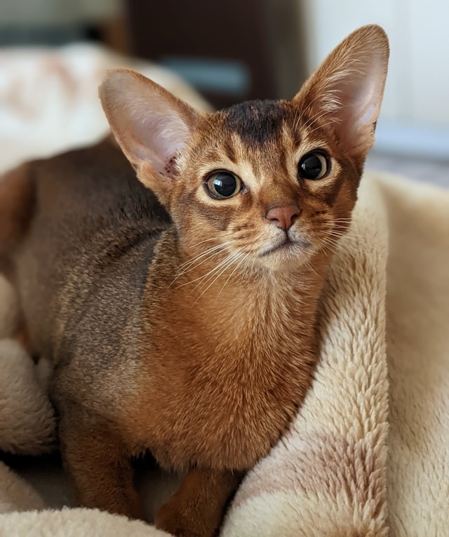 Abyssinian Origins