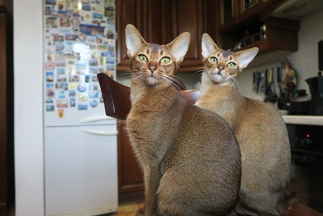 Abyssinians in the Family