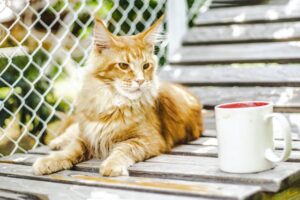 Maine Coon Cats