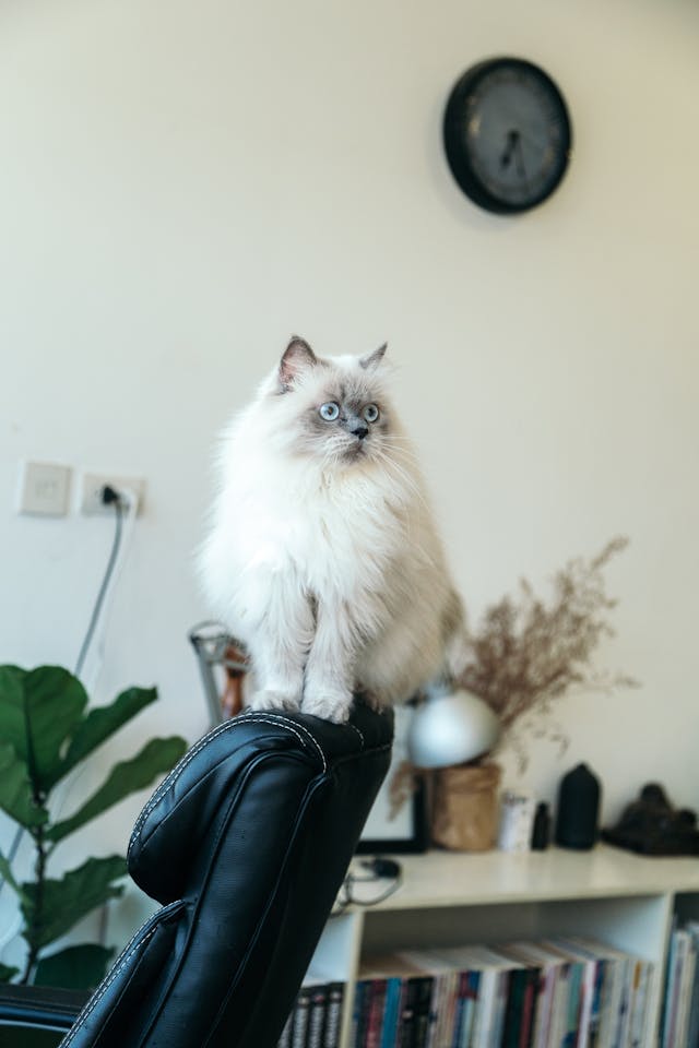 Preparing Your Home for a Ragdoll Cat