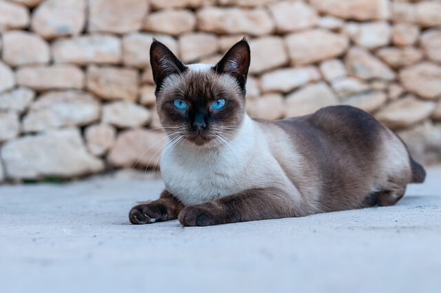 Origins and History of Siamese Cats