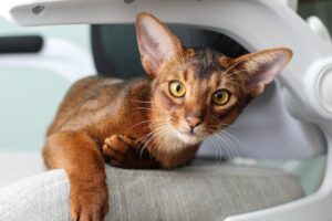 abyssinian cats