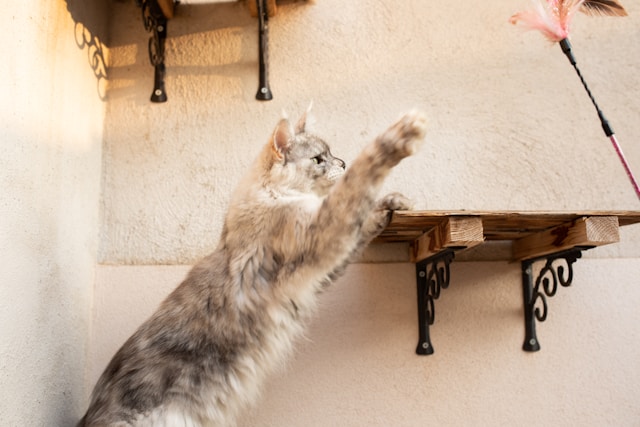 main coon friendly