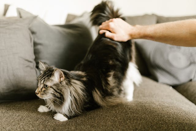 Caring for Your Maine Coon