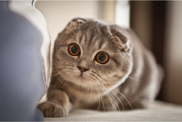 Appearance of Scottish Folds