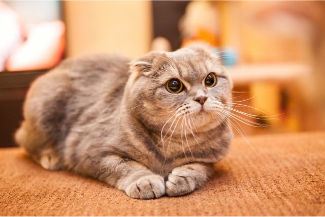 Beginnings of scottish fold