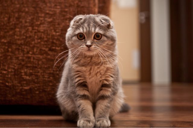 Bringing Home a Scottish Fold