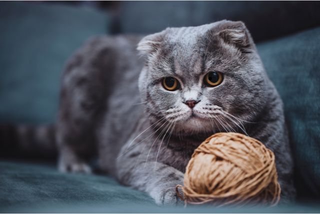 Playful Nature of Scottish Folds