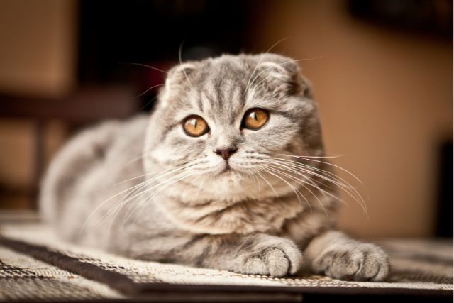 Scottish Fold Cats