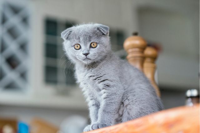 Scottish Folds in the Family