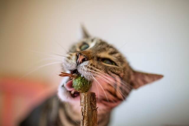 Catnip